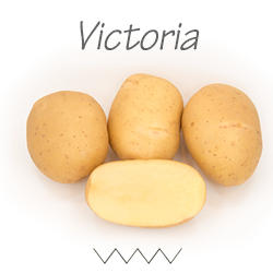 Pootgoed Victoria plantaardappelen kopen