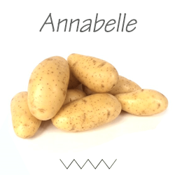 Pootgoed Annabelle plantaardappelen kopen