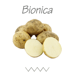 Pootgoed Bionica plantaardappelen kopen