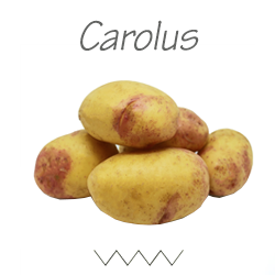 Pootgoed Carolus plantaardappelen kopen