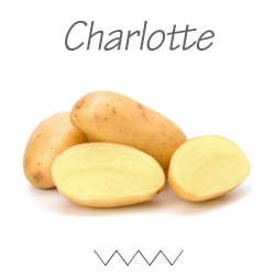 Pootgoed Charlotte plantaardappelen kopen