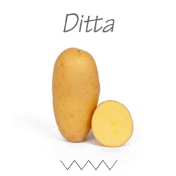 Pootgoed Ditta plantaardappelen kopen