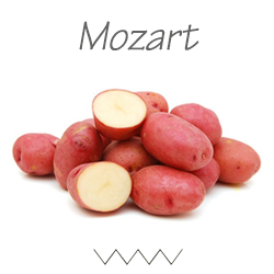 Pootgoed Mozart plantaardappelen kopen