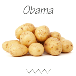 Pootgoed Obama plantaardappelen kopen