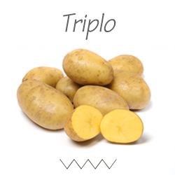 Pootgoed Triplo plantaardappelen kopen